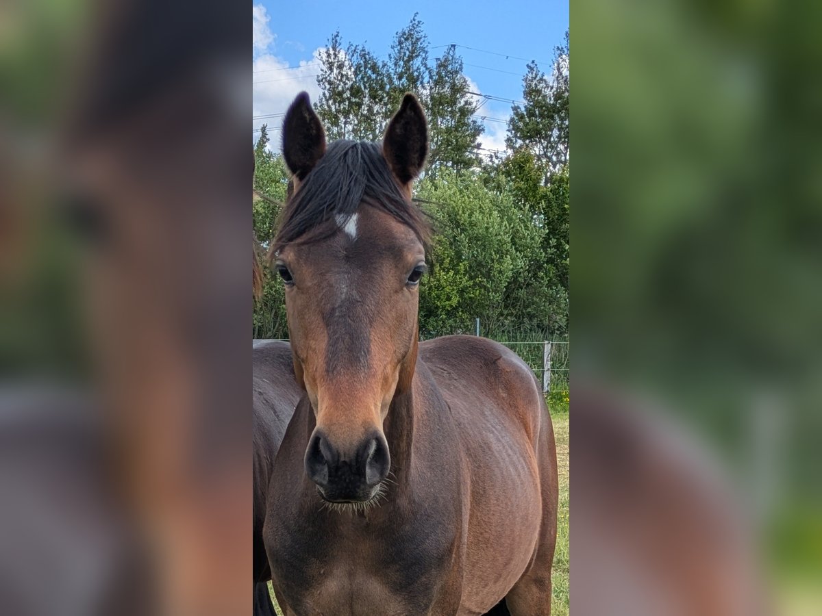 Deutsches Reitpony Wallach 2 Jahre 143 cm Brauner in Langenhorn