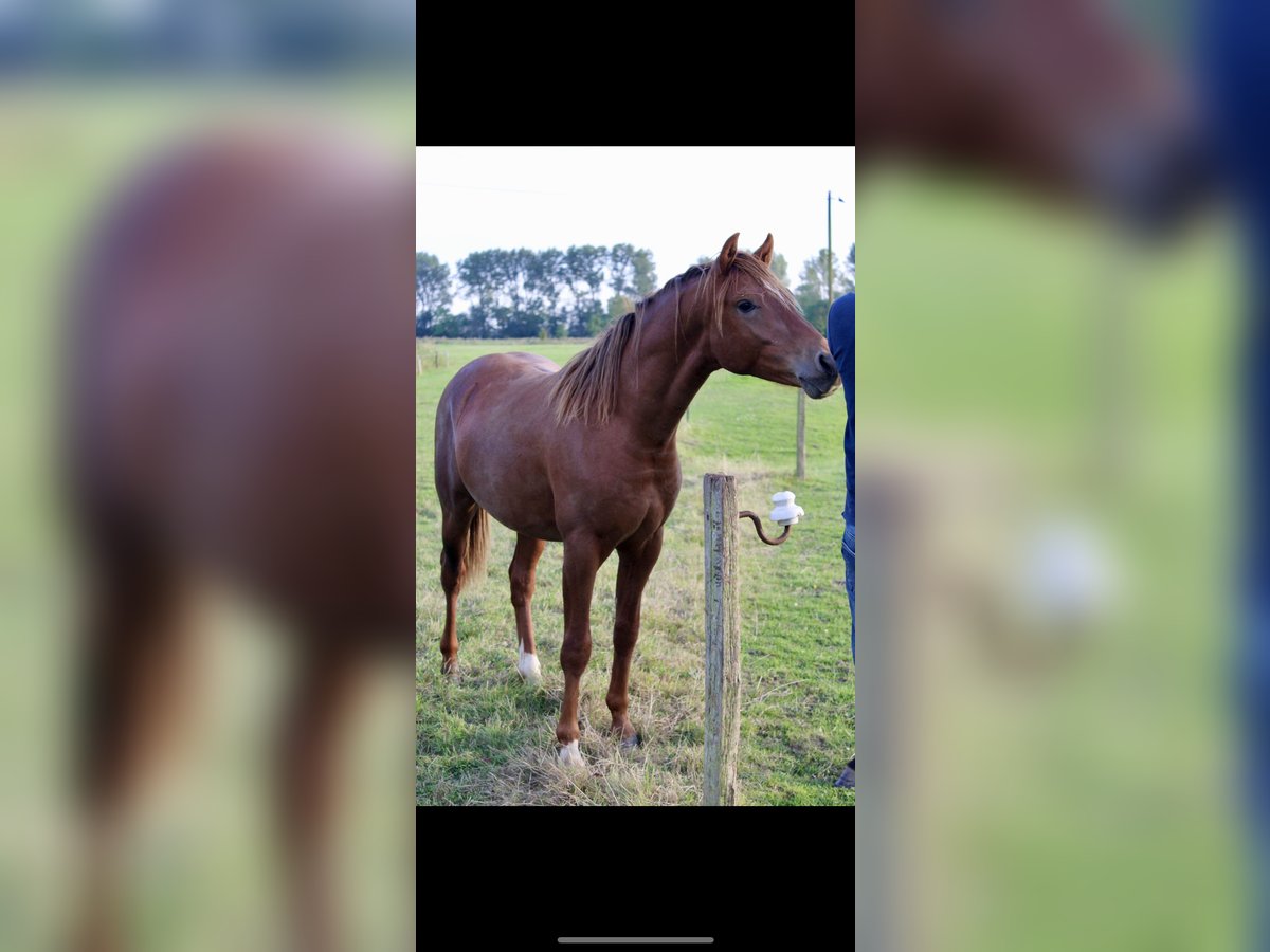 Deutsches Reitpony Wallach 2 Jahre 143 cm Dunkelfuchs in Steinfeld (Oldenburg)