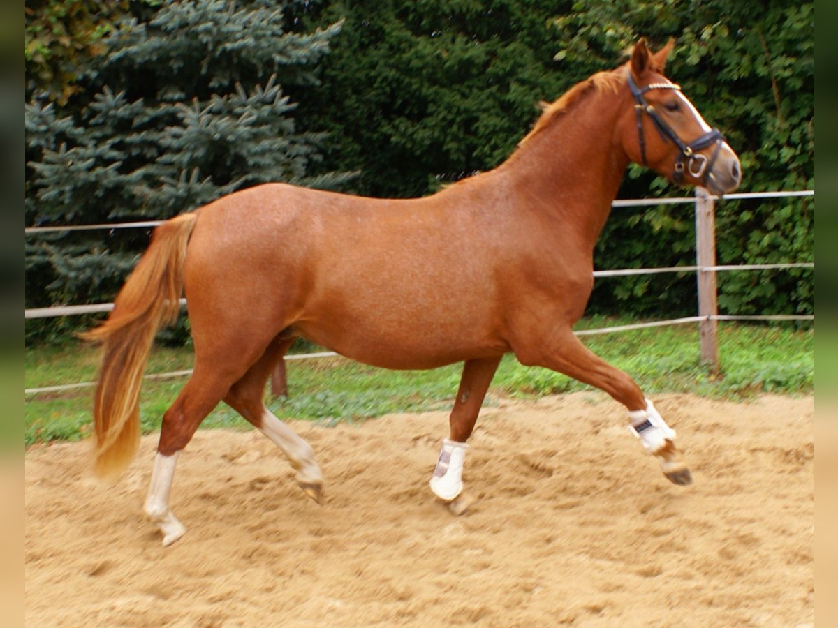 Deutsches Reitpony Wallach 2 Jahre 143 cm Fuchs in Velpke