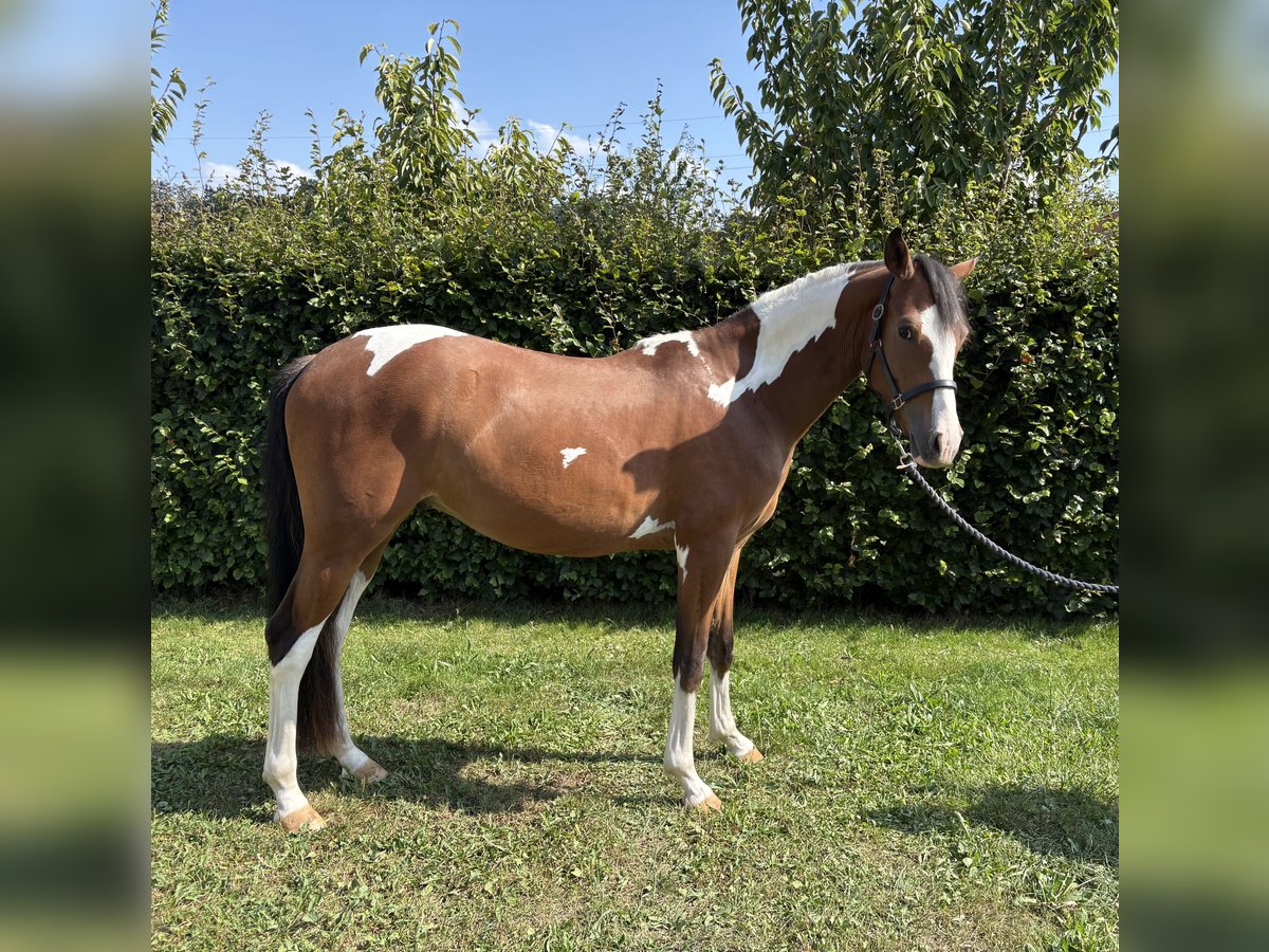 Deutsches Reitpony Wallach 2 Jahre 143 cm Schecke in Attiswil