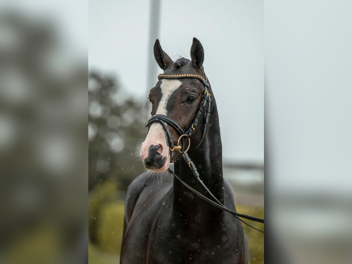 Deutsches Reitpony Wallach 2 Jahre 143 cm Schwarzbrauner in Beimerstetten