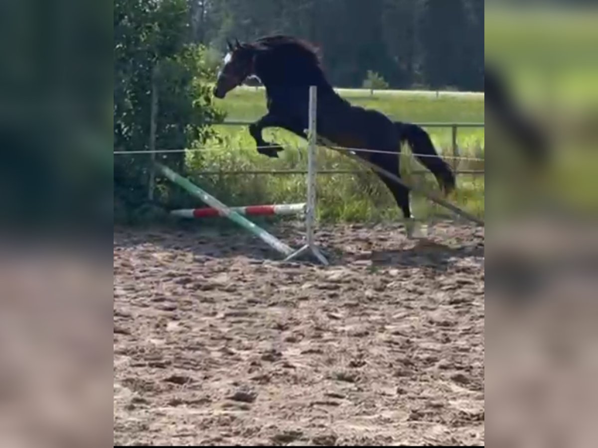 Deutsches Reitpony Wallach 2 Jahre 143 cm Schwarzbrauner in Langenhorn