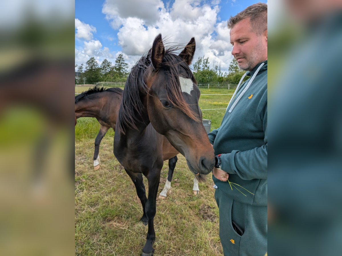 Deutsches Reitpony Wallach 2 Jahre 143 cm Schwarzbrauner in Langenhorn