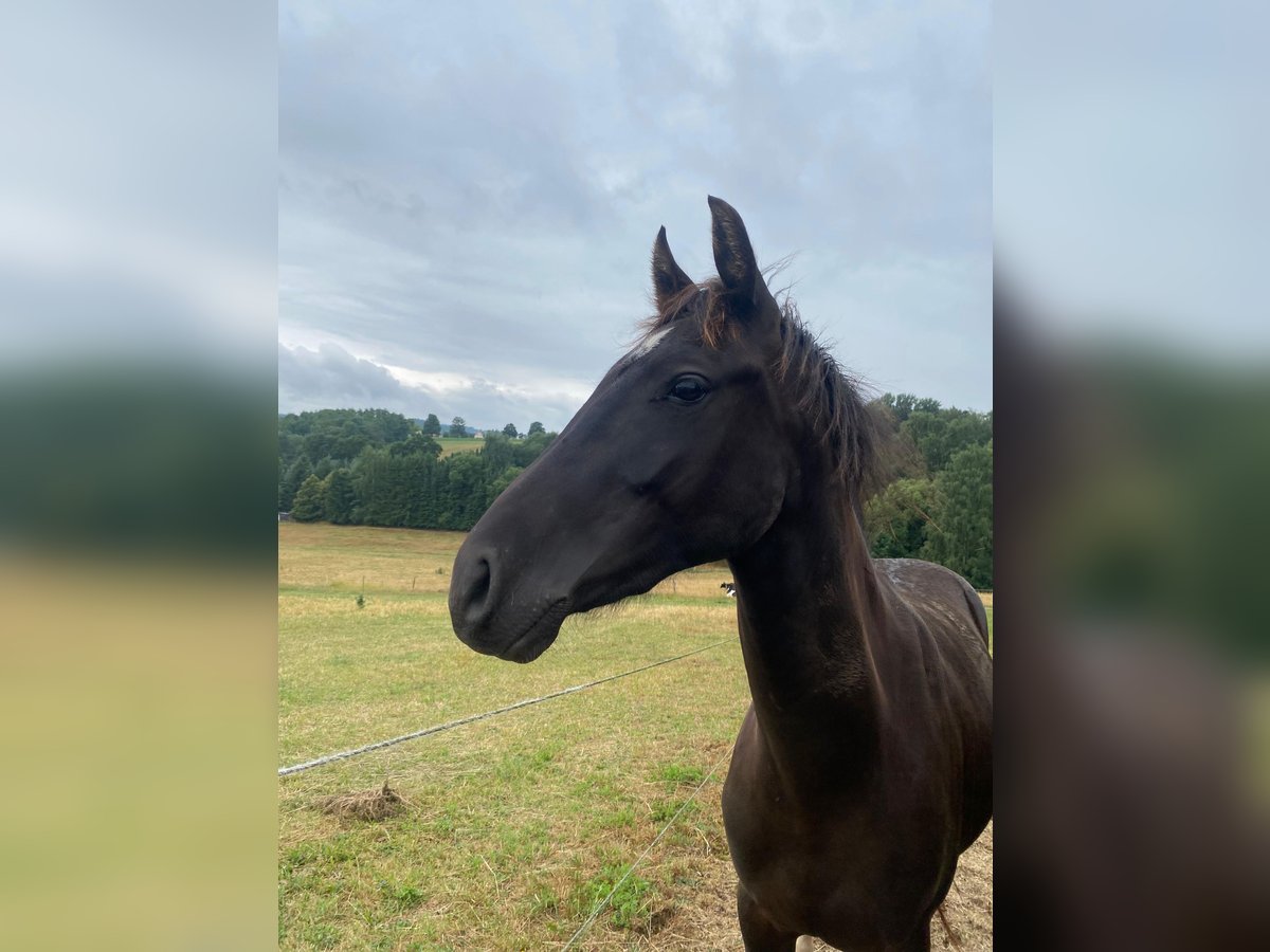 Deutsches Reitpony Wallach 2 Jahre 144 cm Rappe in Amtsberg