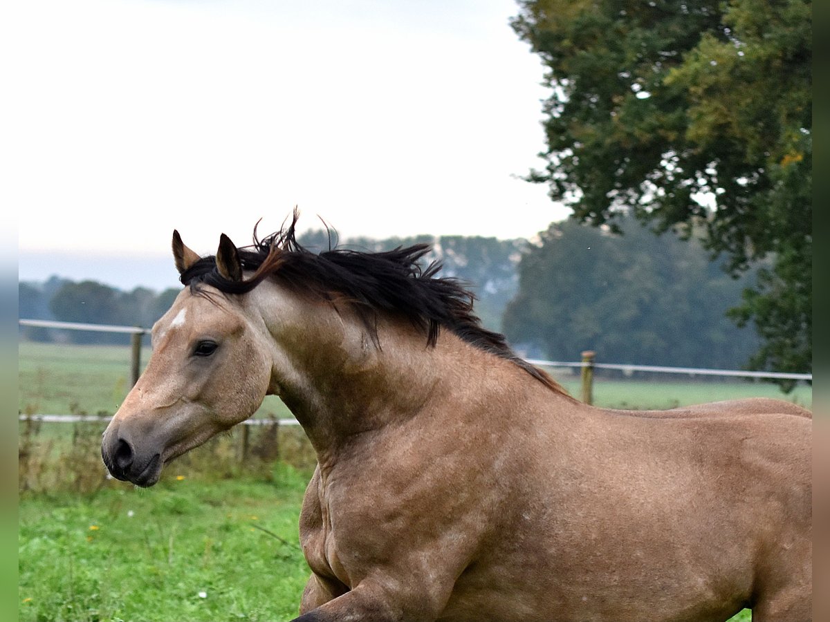 Deutsches Reitpony Wallach 2 Jahre 145 cm Buckskin in Kamern