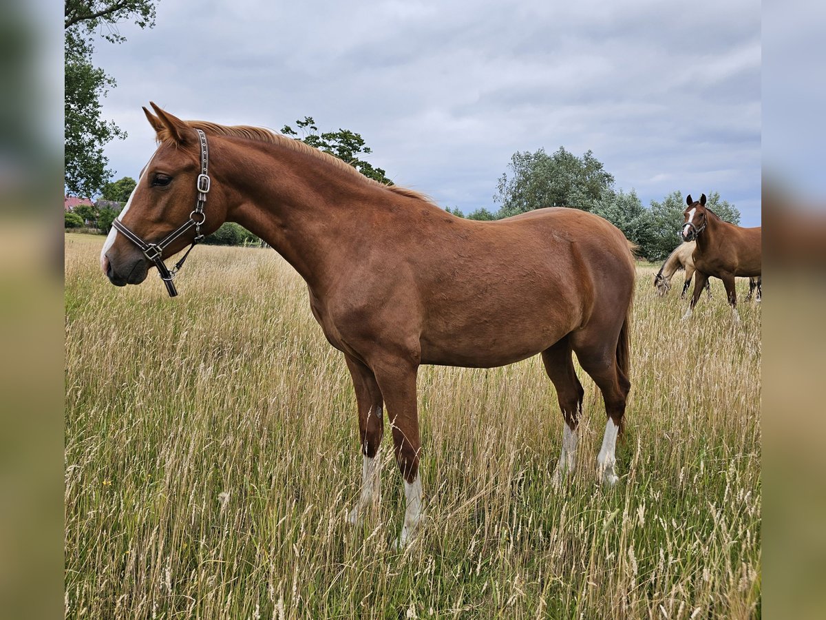 Deutsches Reitpony Wallach 2 Jahre 145 cm Fuchs in L&#xFC;bz