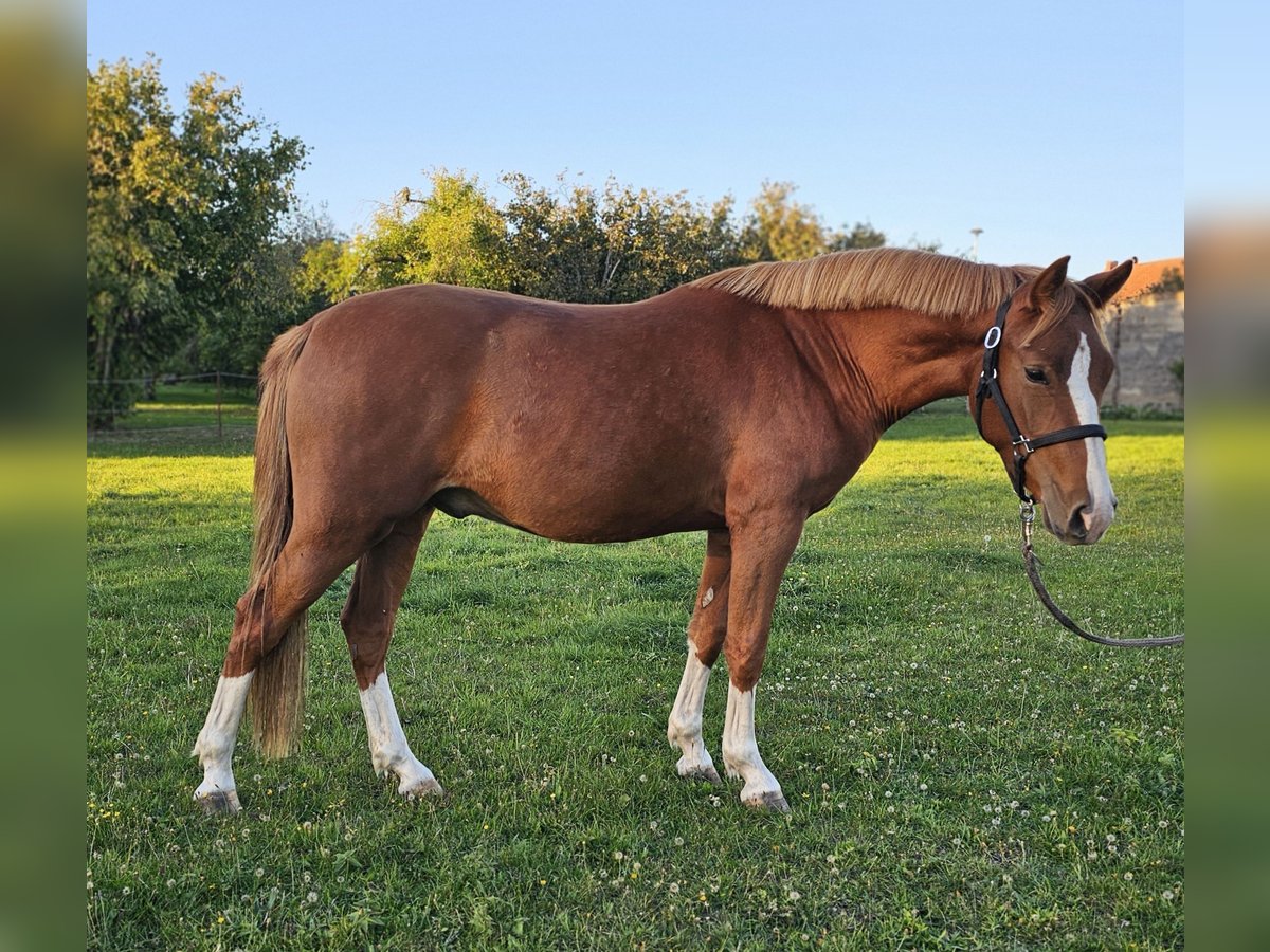 Deutsches Reitpony Wallach 2 Jahre 145 cm Fuchs in L&#xFC;bz