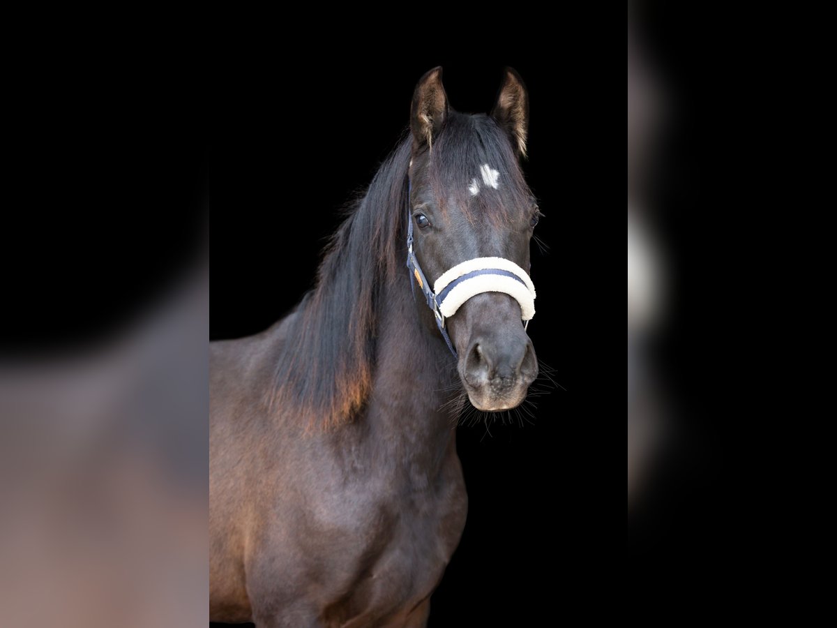 Deutsches Reitpony Wallach 2 Jahre 145 cm Rappe in Wertheim