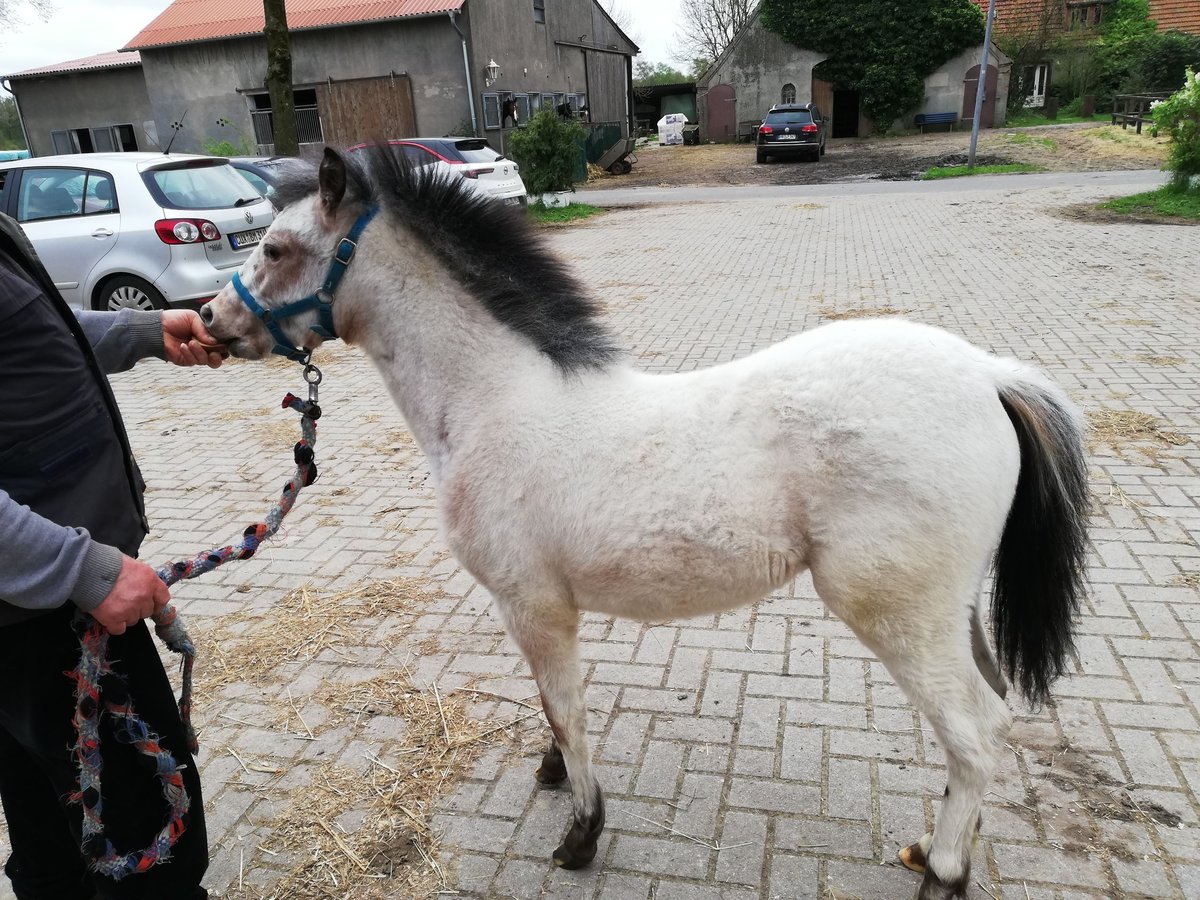 Deutsches Reitpony Mix Wallach 2 Jahre 145 cm Roan-Red in Oyten