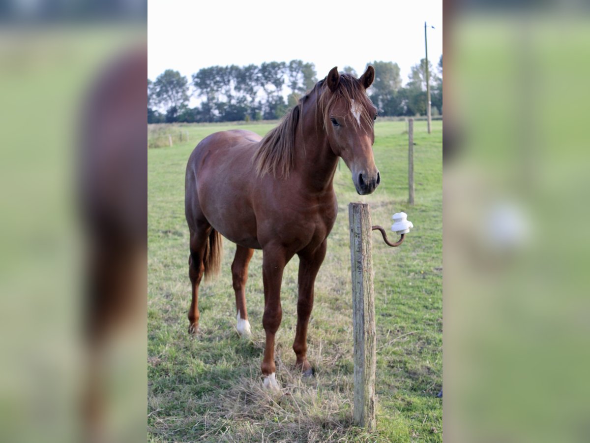 Deutsches Reitpony Wallach 2 Jahre 146 cm Dunkelfuchs in Steinfeld (Oldenburg)