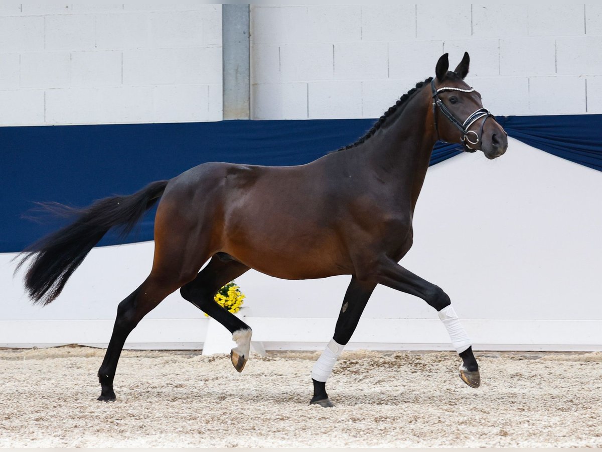 Deutsches Reitpony Wallach 2 Jahre 148 cm Dunkelbrauner in Marsberg