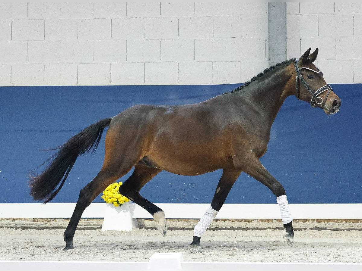 Deutsches Reitpony Wallach 2 Jahre 148 cm Dunkelbrauner in Marsberg