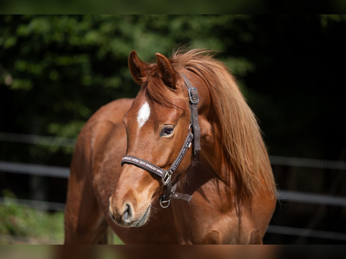 Deutsches Reitpony Wallach 2 Jahre 148 cm Fuchs in Heimenkirch