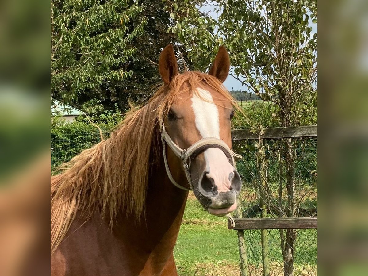 Deutsches Reitpony Wallach 2 Jahre 148 cm Fuchs in Xanten