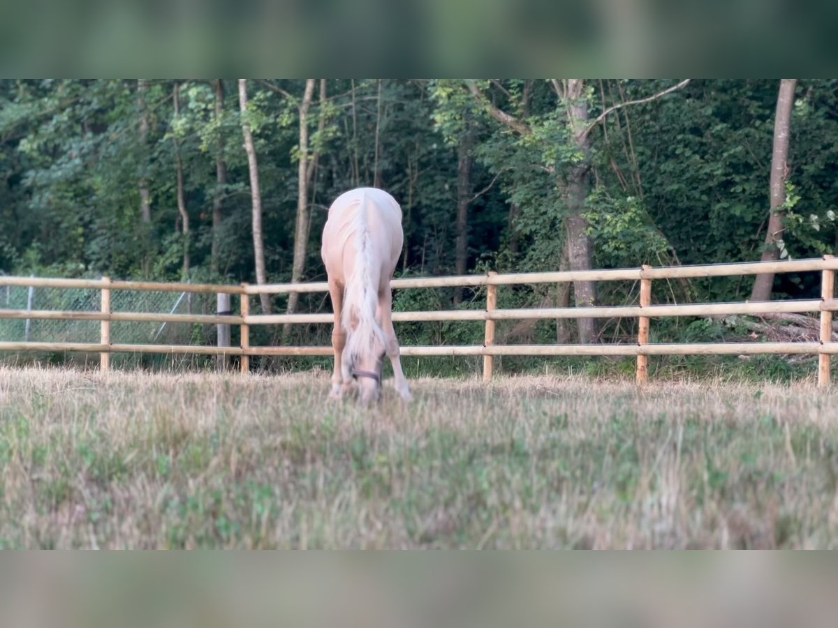 Deutsches Reitpony Wallach 2 Jahre 148 cm Palomino in Wehringen