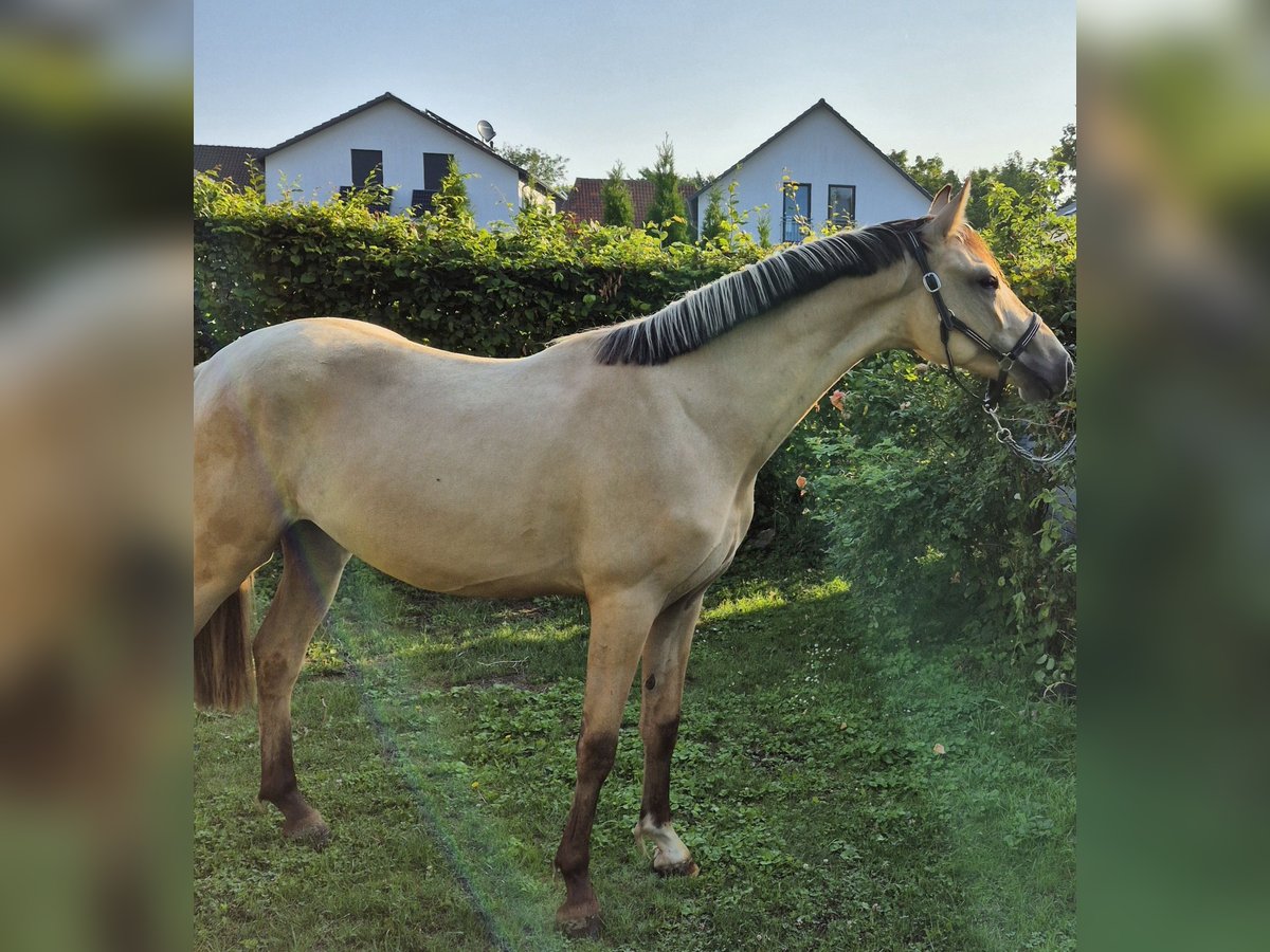 Deutsches Reitpony Wallach 2 Jahre 152 cm Buckskin in Algermissen