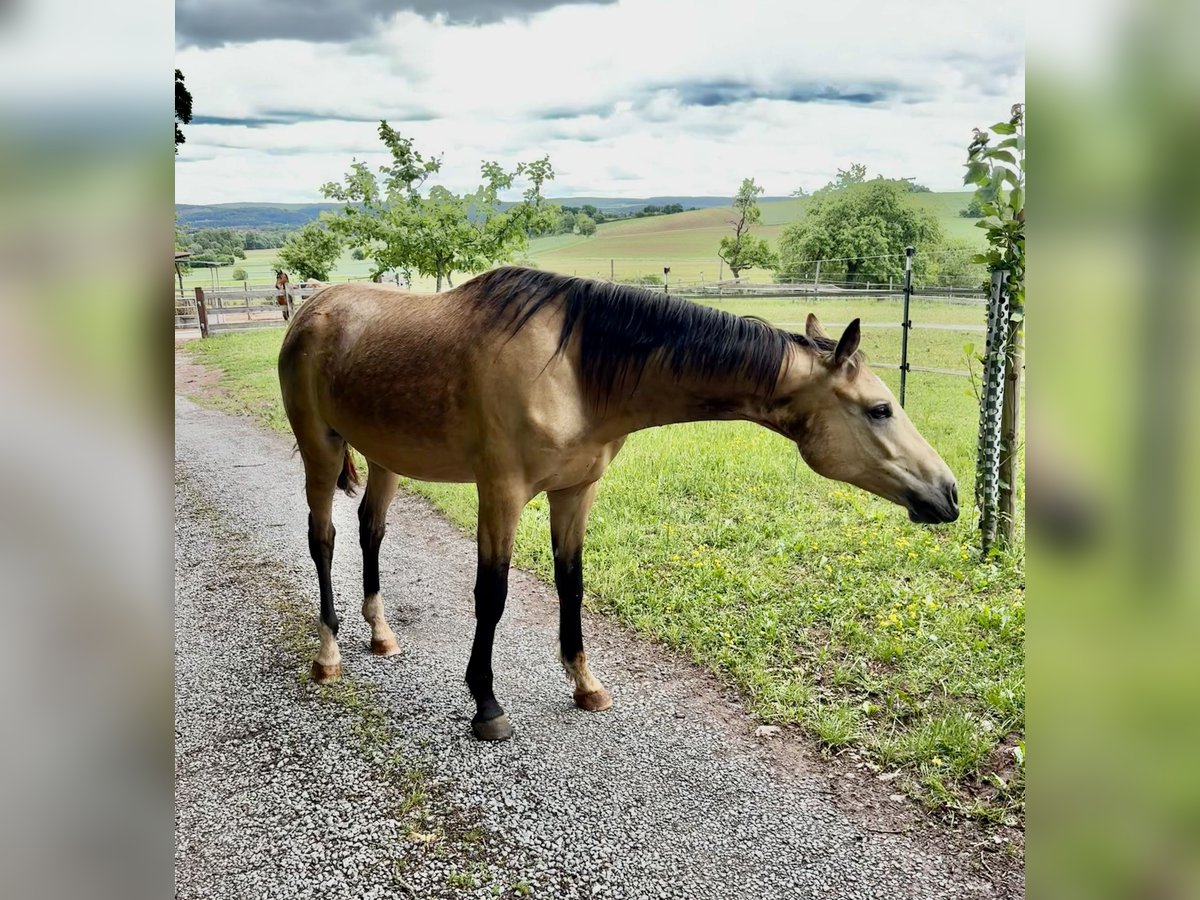 Deutsches Reitpony Wallach 2 Jahre 153 cm Buckskin in Hohenroth