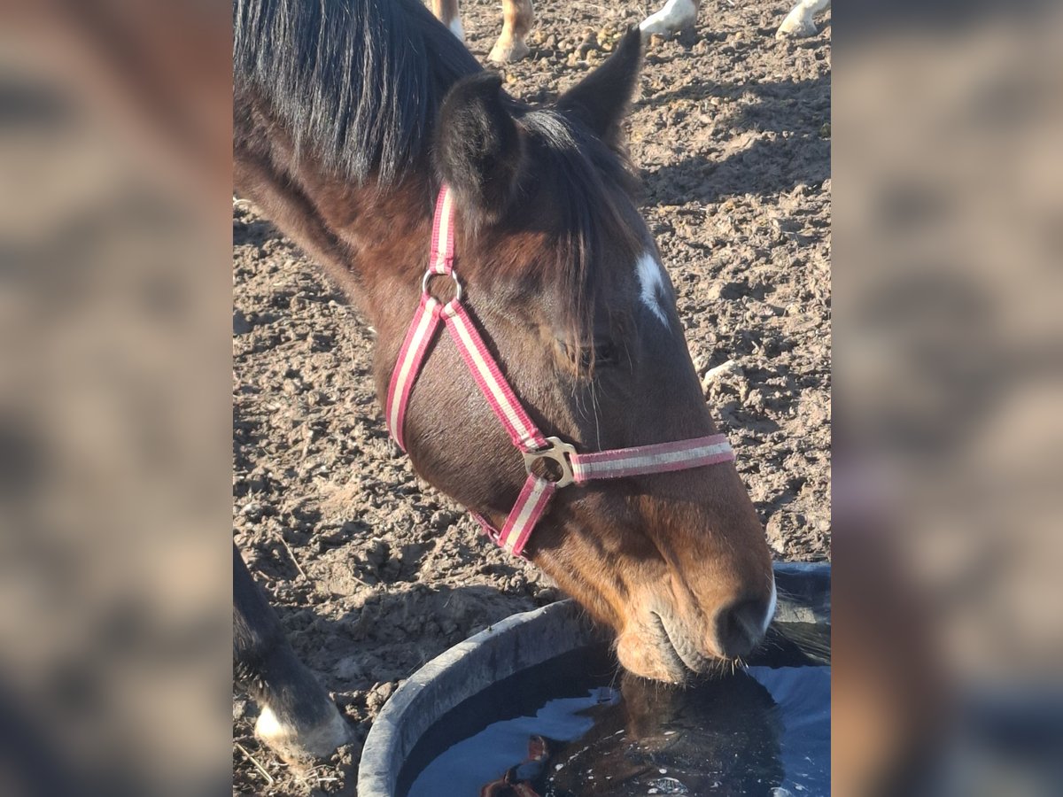 Deutsches Reitpony Wallach 2 Jahre Dunkelbrauner in Zimmern