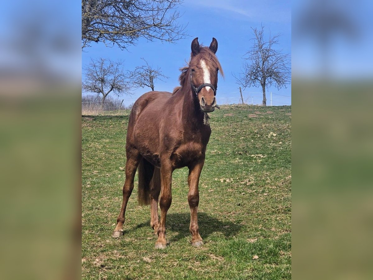 Deutsches Reitpony Wallach 2 Jahre Fuchs in Reichelsheim