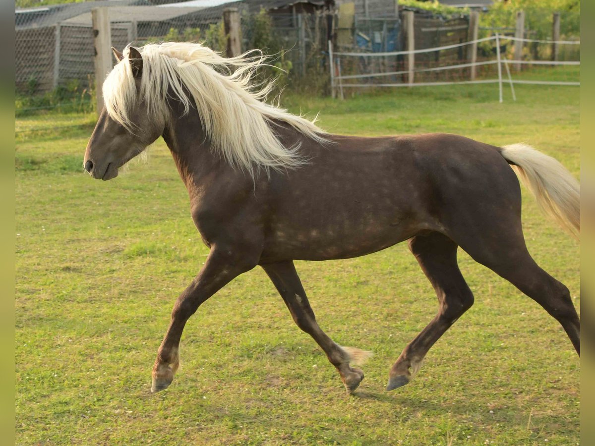 Deutsches Reitpony Wallach 3 Jahre 117 cm Dunkelfuchs in Rommerskirchen