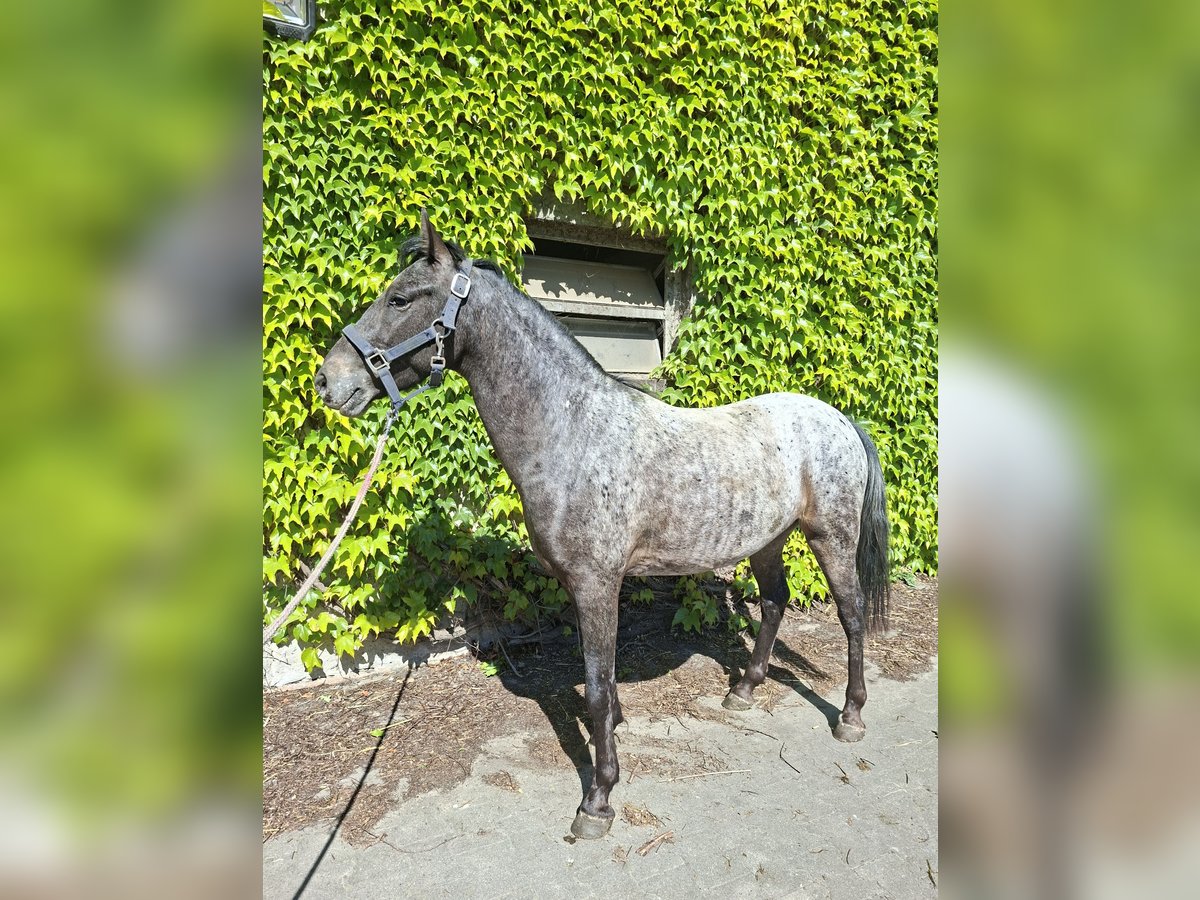 Deutsches Reitpony Mix Wallach 3 Jahre 133 cm Braunfalbschimmel in Tecklenburg