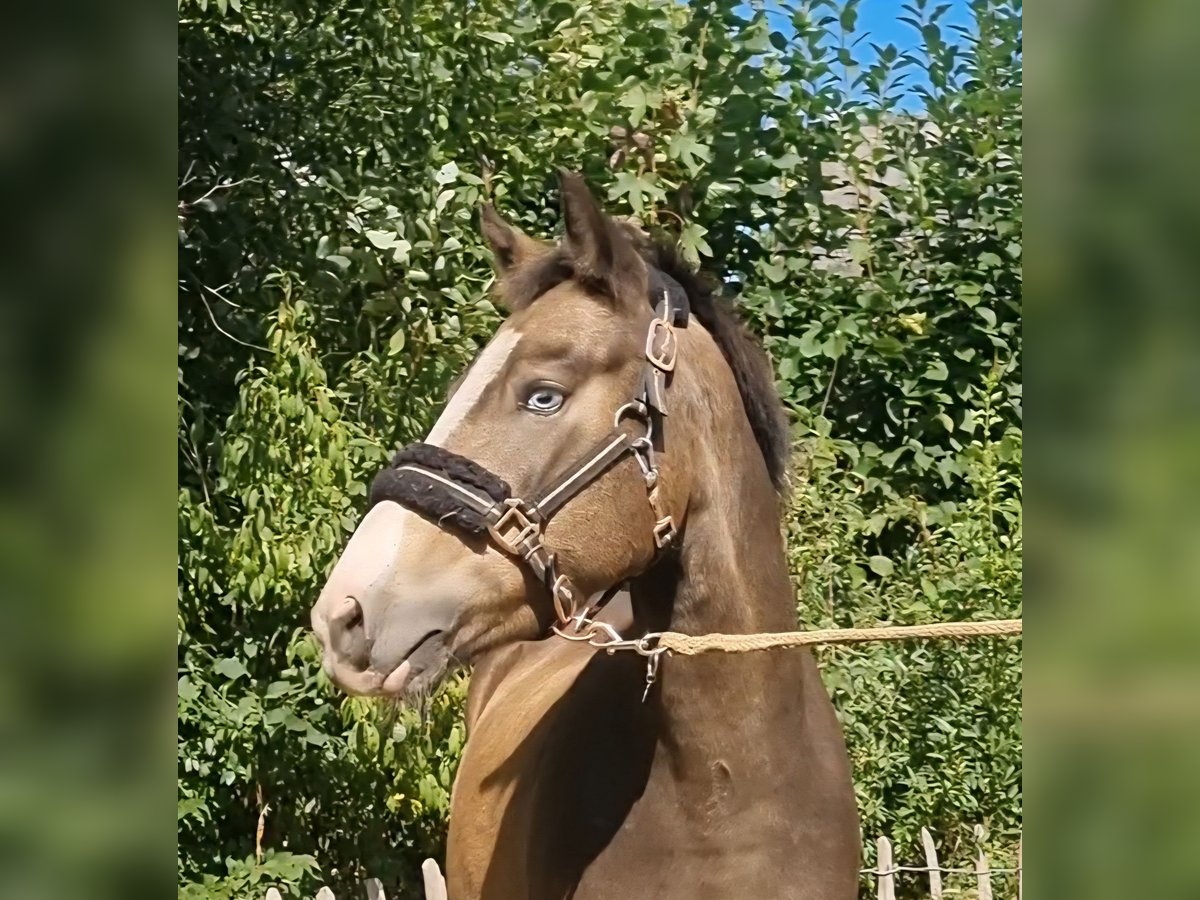 Deutsches Reitpony Wallach 3 Jahre 136 cm Falbe in Zwinderen