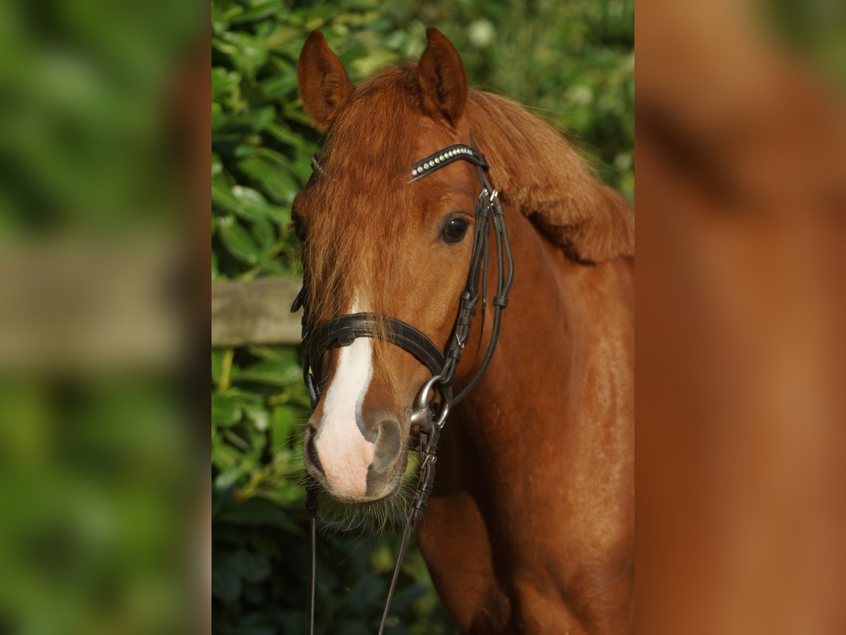 Deutsches Reitpony Wallach 3 Jahre 137 cm Fuchs in Emsbüren