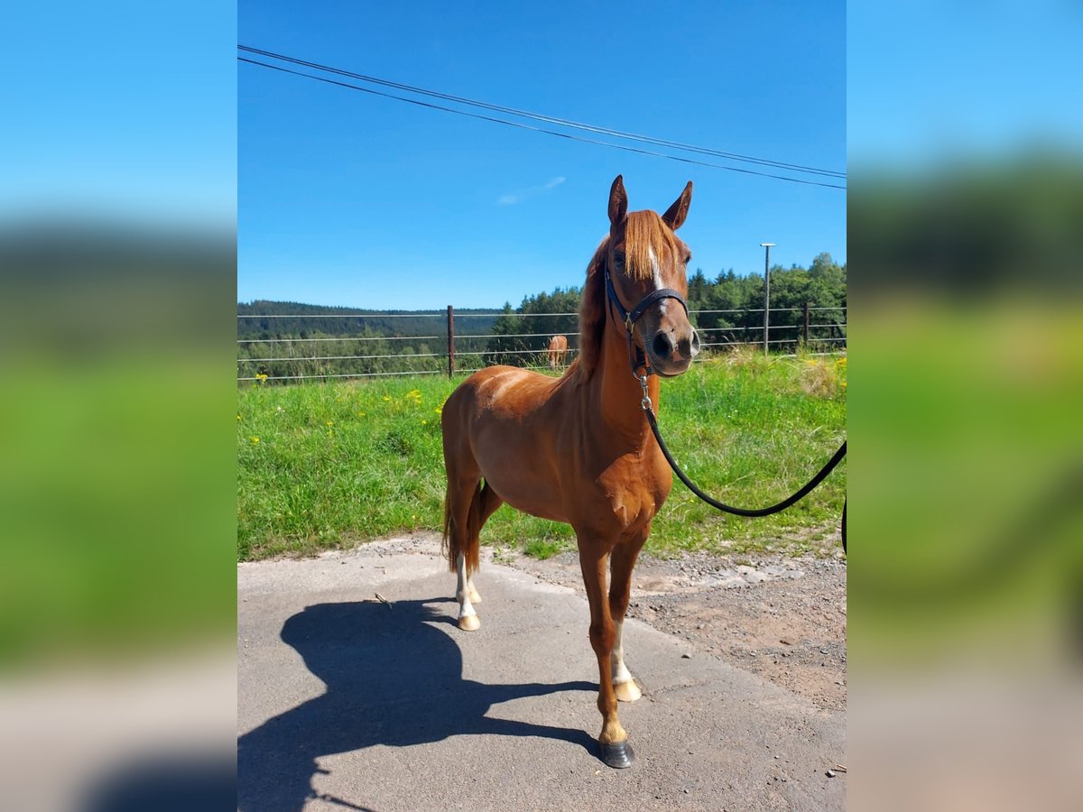 Deutsches Reitpony Wallach 3 Jahre 137 cm Fuchs in Mürlenbach