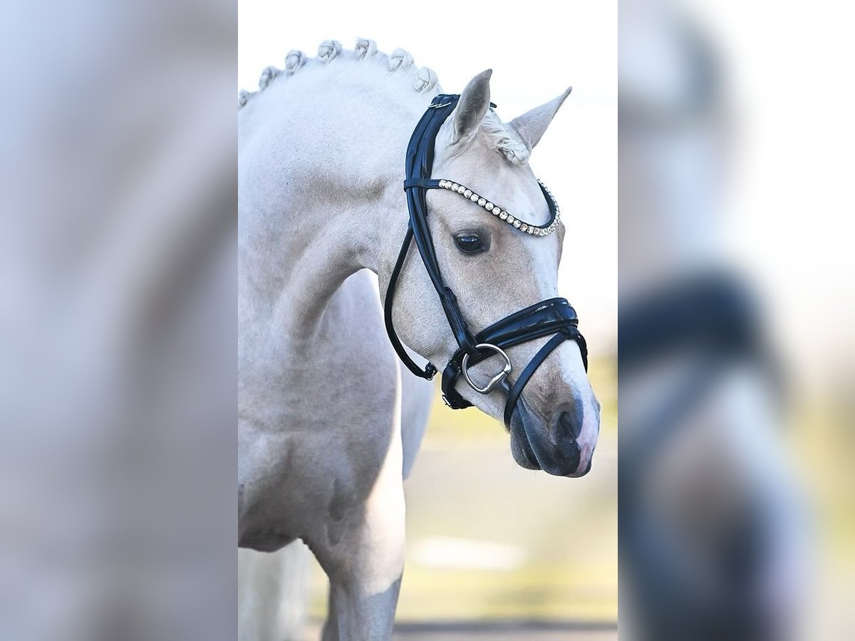 Deutsches Reitpony Wallach 3 Jahre 138 cm Palomino in Vettwei&#xDF;