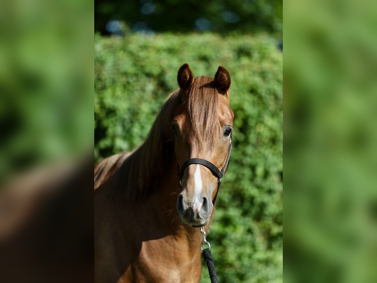 Deutsches Reitpony Wallach 3 Jahre 140 cm Fuchs in Emsb&#xFC;ren