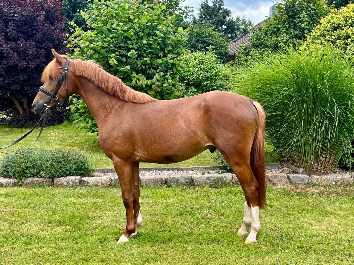 Deutsches Reitpony Wallach 3 Jahre 140 cm Fuchs in Selk