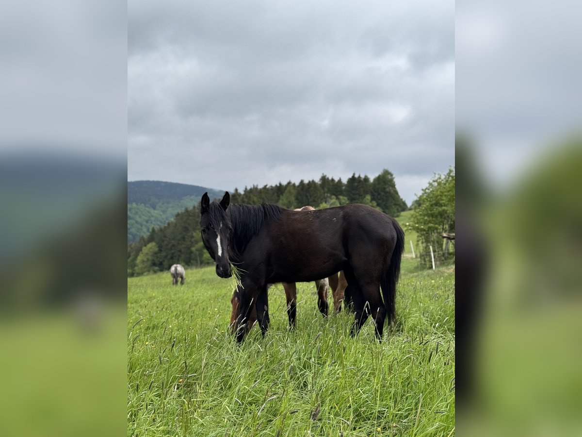 Deutsches Reitpony Mix Wallach 3 Jahre 140 cm Rappe in Rechenberg-Bienenm&#xFC;hle