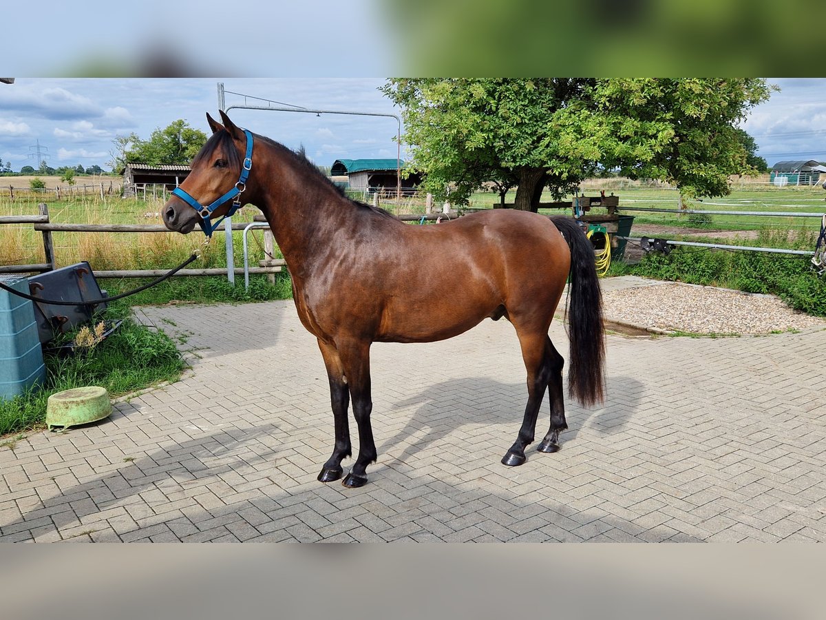 Deutsches Reitpony Wallach 3 Jahre 142 cm Dunkelbrauner in Rehfelde
