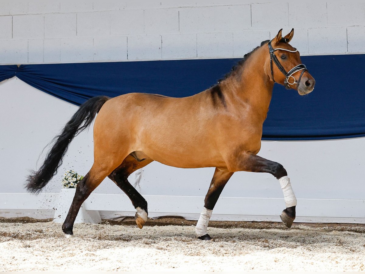 Deutsches Reitpony Wallach 3 Jahre 142 cm Falbe in Marsberg