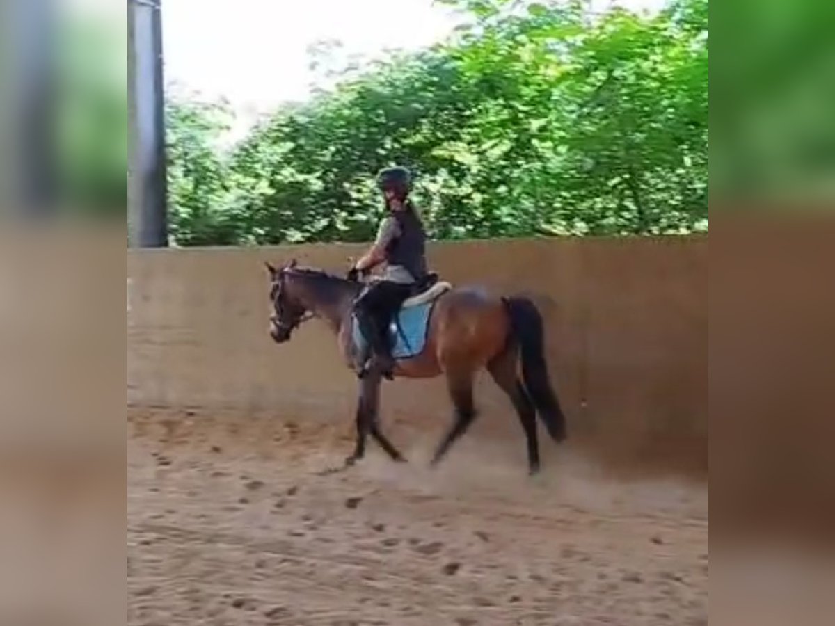Deutsches Reitpony Wallach 3 Jahre 143 cm Buckskin in H&#xF6;pfingen