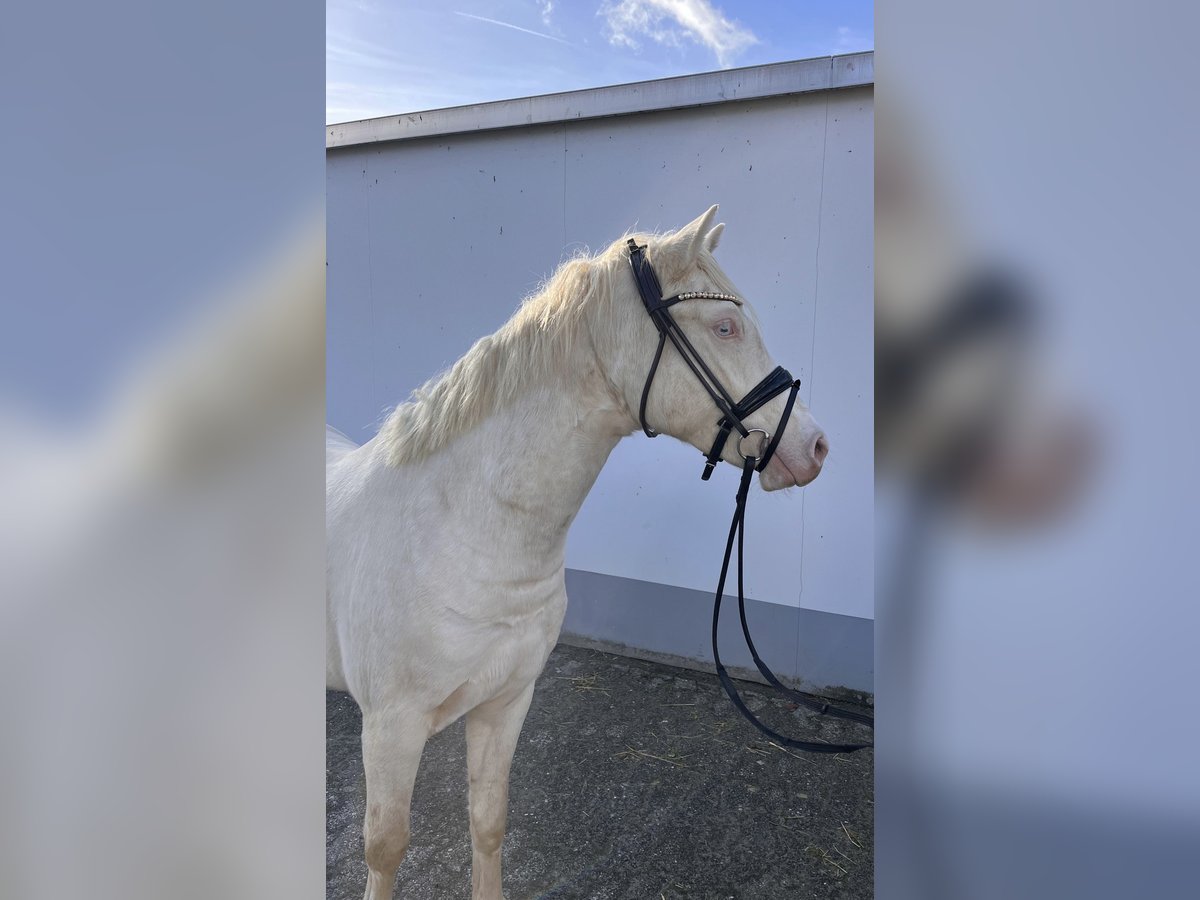 Deutsches Reitpony Wallach 3 Jahre 143 cm Cremello in Vettweiß