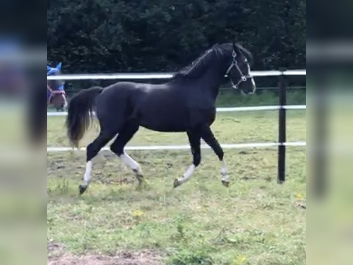Deutsches Reitpony Wallach 3 Jahre 143 cm Rappe in Rommerskirchen