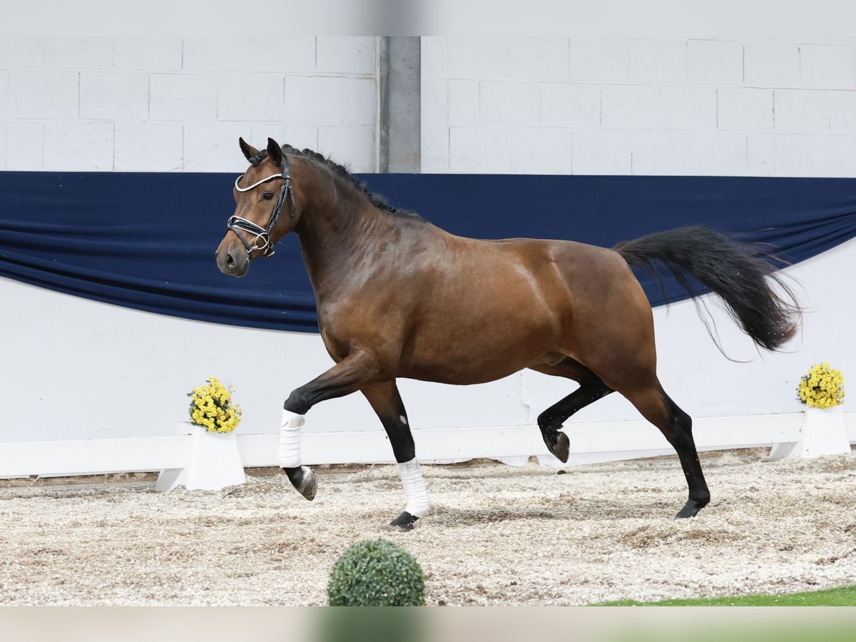Deutsches Reitpony Wallach 3 Jahre 144 cm Brauner in Marsberg