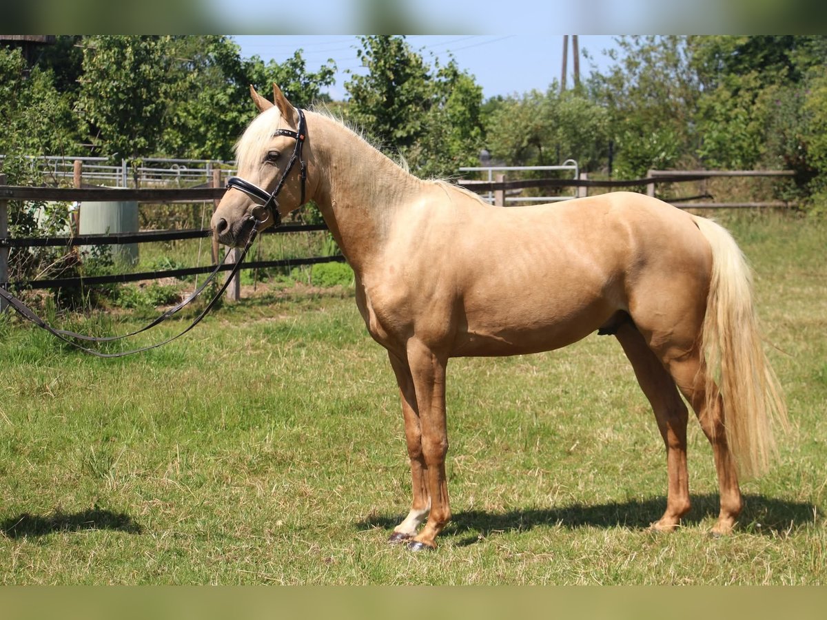 Deutsches Reitpony Wallach 3 Jahre 144 cm in Rees