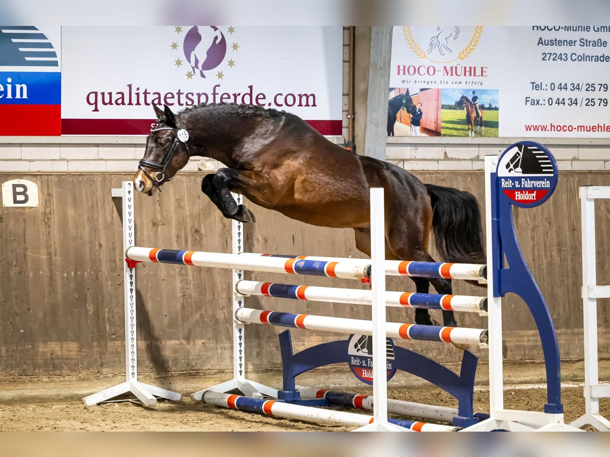 Deutsches Reitpony Wallach 3 Jahre 144 cm Dunkelbrauner in Westerkappeln
