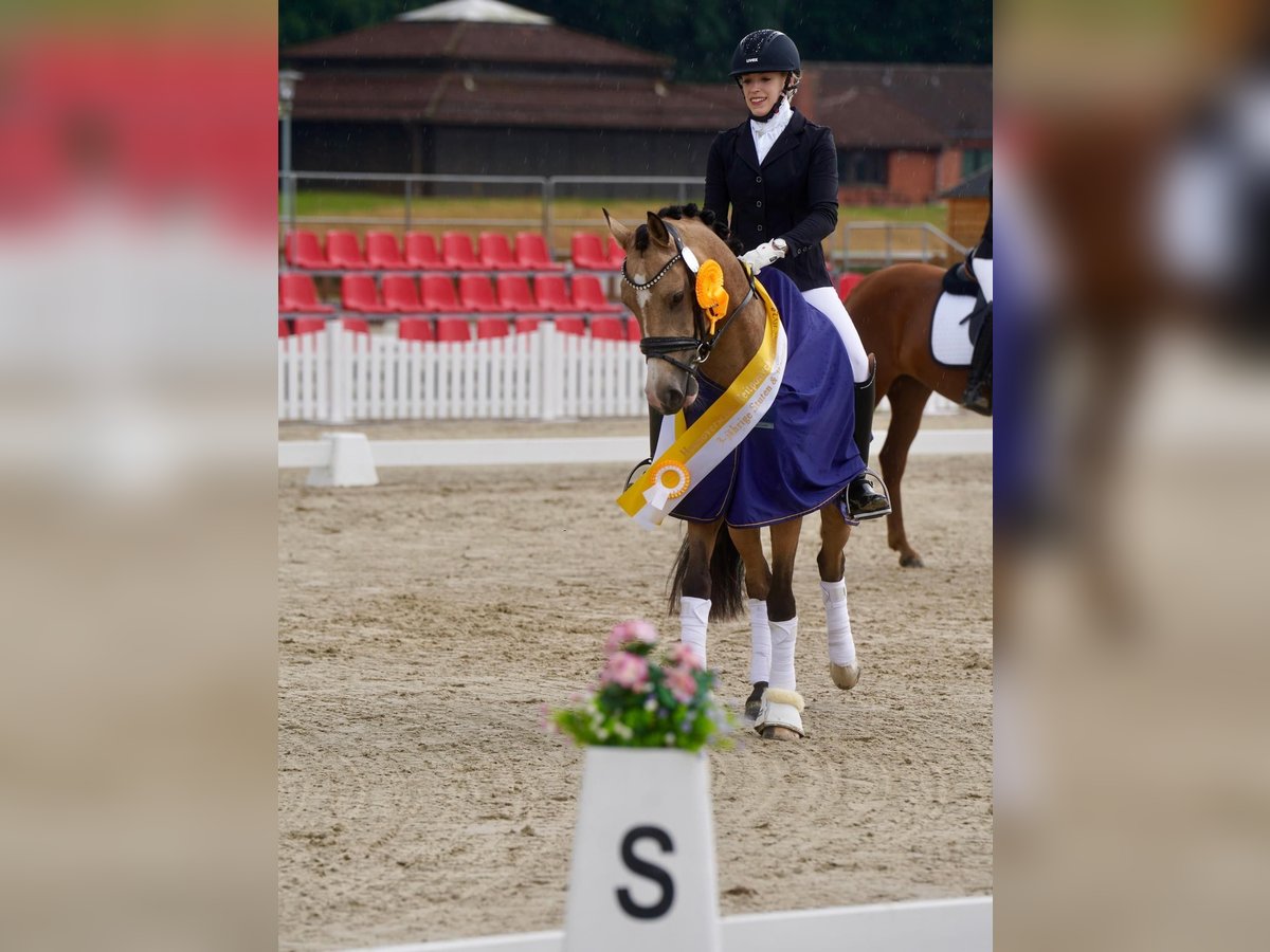 Deutsches Reitpony Wallach 3 Jahre 144 cm Falbe in Delbrück