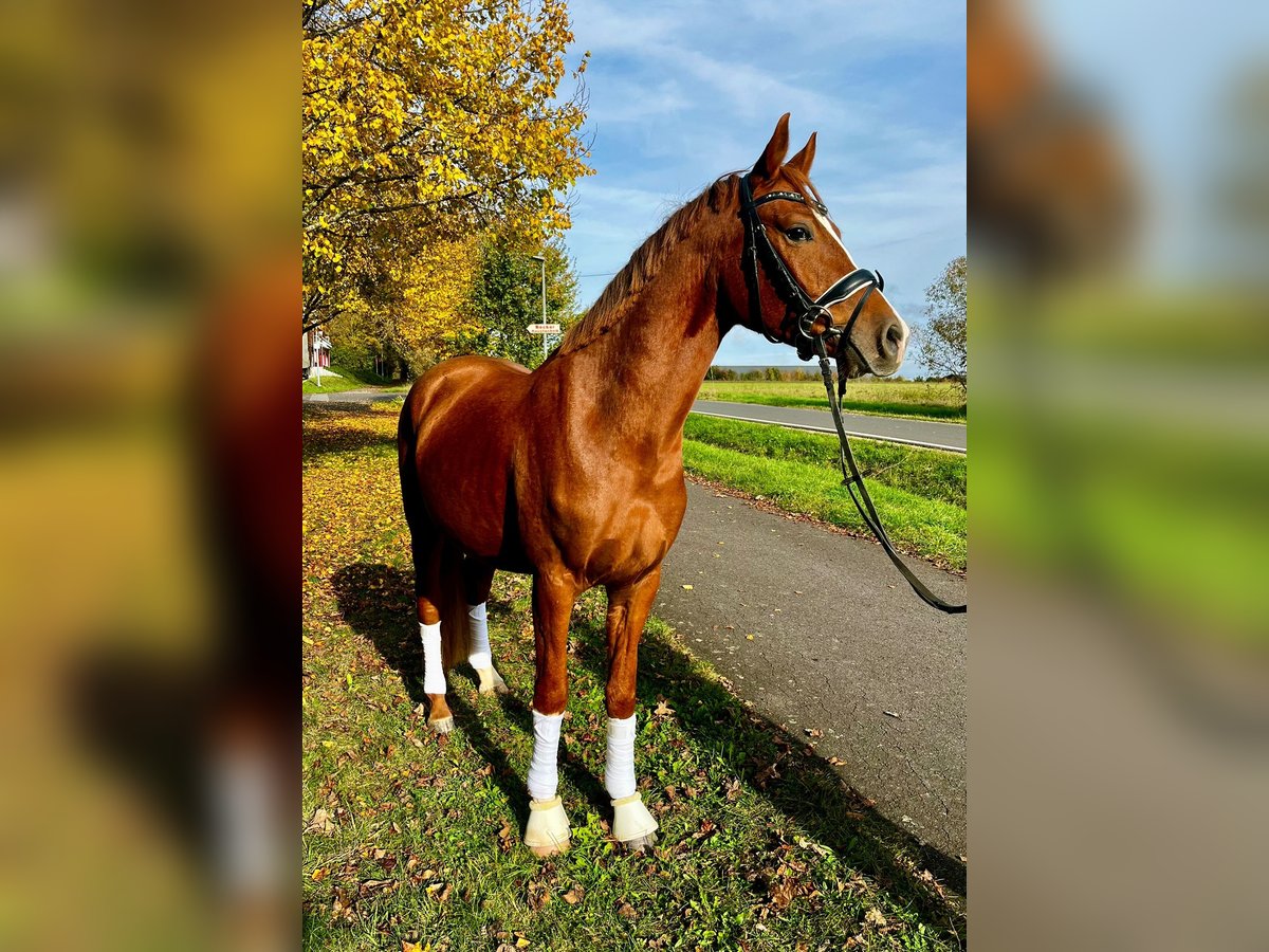 Deutsches Reitpony Wallach 3 Jahre 144 cm Fuchs in Hennweiler