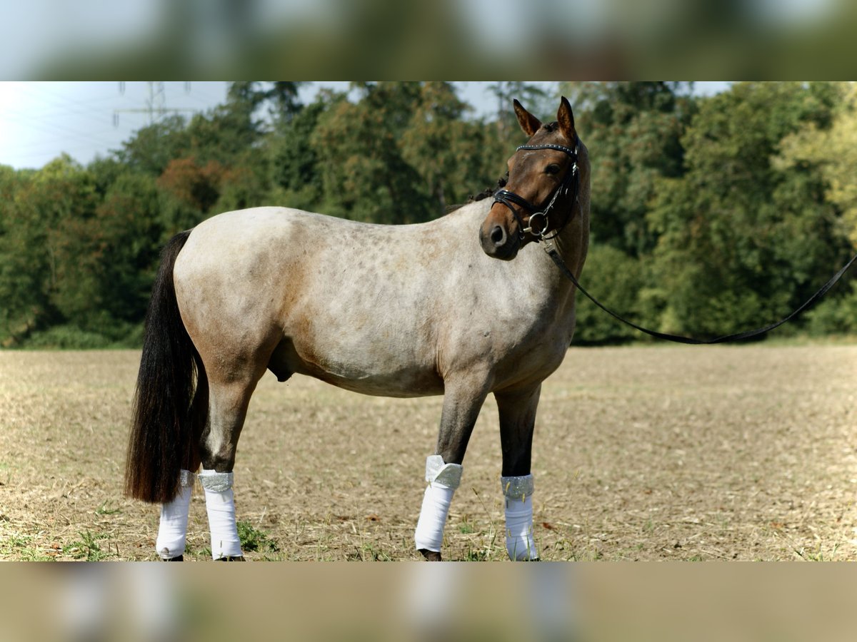 Deutsches Reitpony Wallach 3 Jahre 144 cm Roan-Red in Ratingen