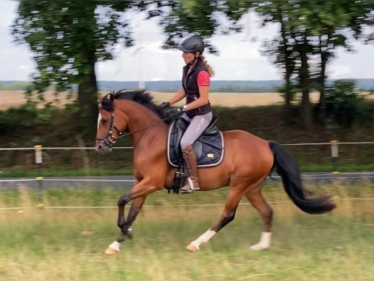 Deutsches Reitpony Wallach 3 Jahre 145 cm Brauner in Salzwedel