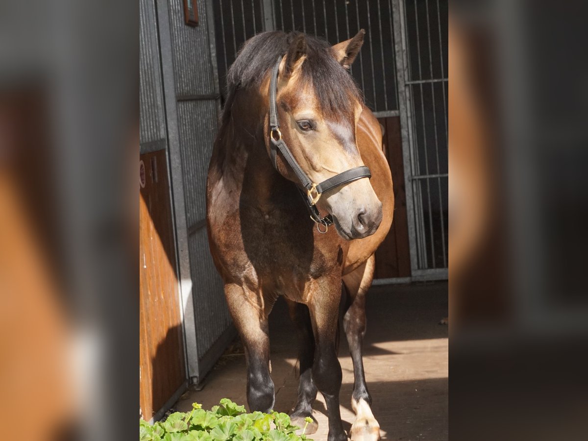 Deutsches Reitpony Wallach 3 Jahre 145 cm Buckskin in Herrnhut