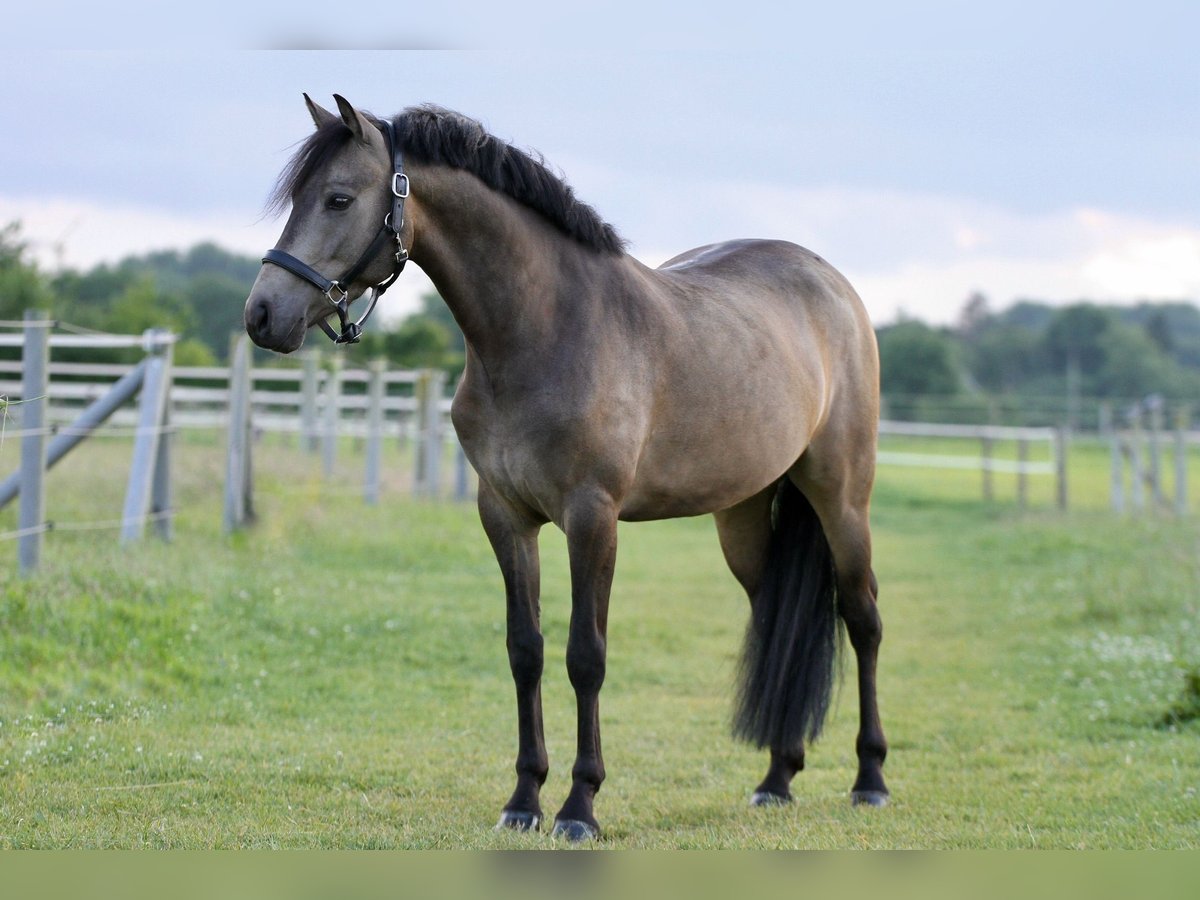 Deutsches Reitpony Wallach 3 Jahre 145 cm Buckskin in T&#xF6;nisvorstT&#xF6;nisvorst