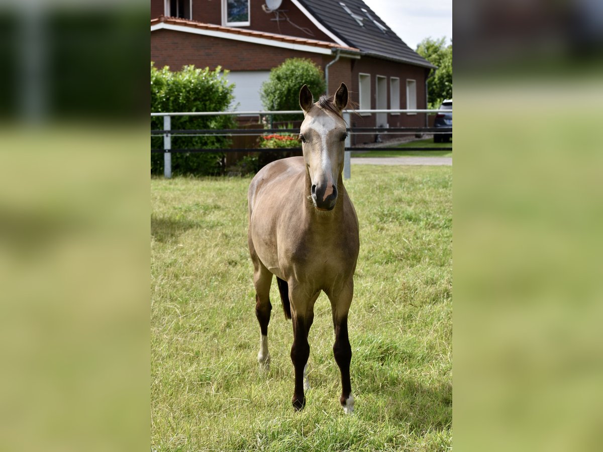 Deutsches Reitpony Wallach 3 Jahre 145 cm Falbe in Bissendorf