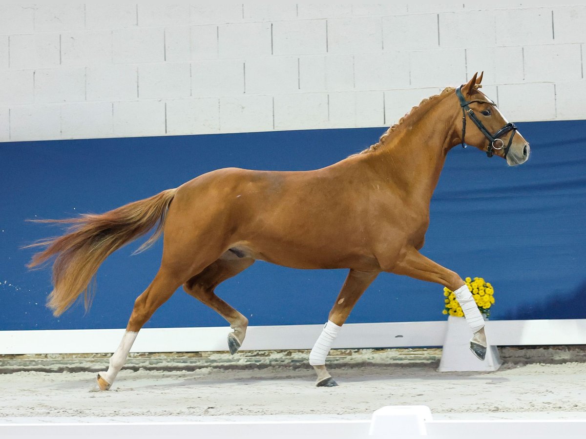Deutsches Reitpony Wallach 3 Jahre 145 cm Fuchs in Marsberg