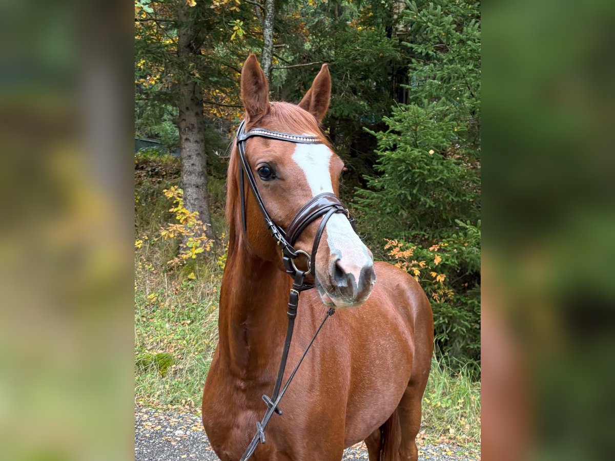Deutsches Reitpony Wallach 3 Jahre 145 cm Fuchs in Jengen