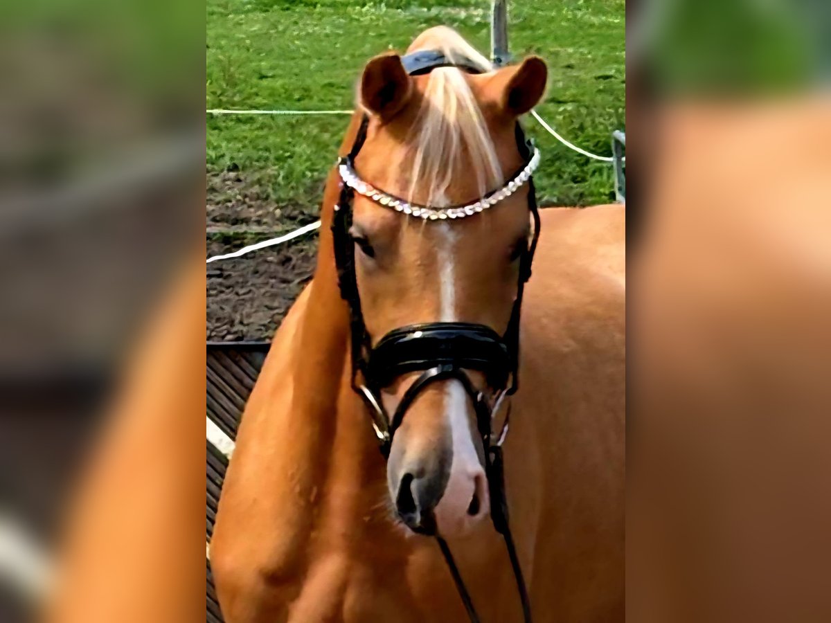 Deutsches Reitpony Wallach 3 Jahre 145 cm Palomino in Ruppichteroth